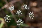 Stiff cowbane